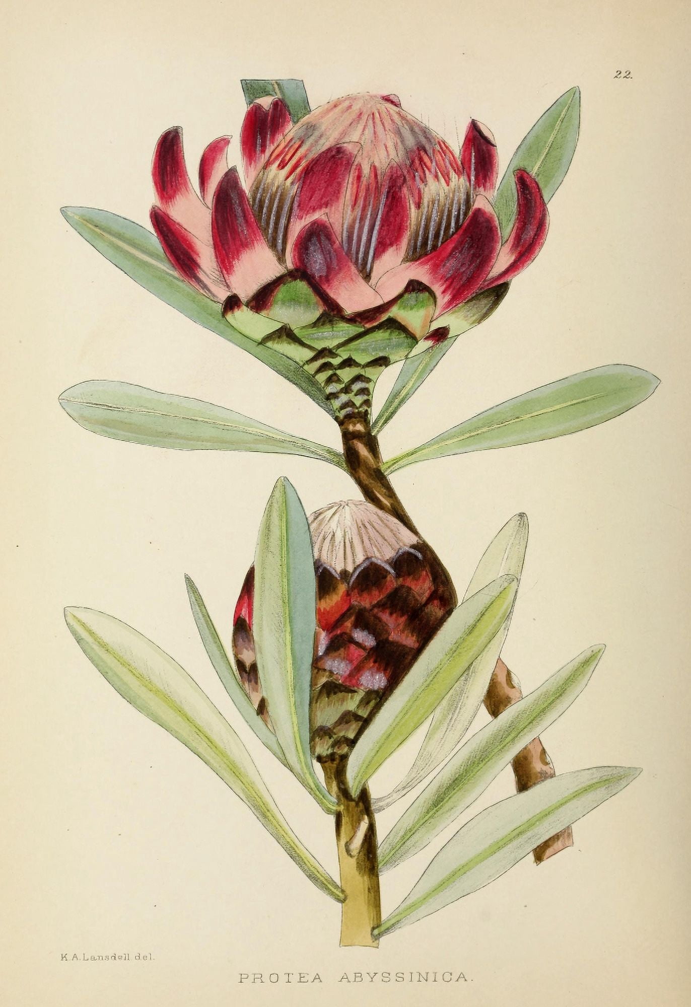 The Flowering Plants of Africa 1921 Protea Abyssinica Canvas Art - KA Lansdell (24 x 36)
