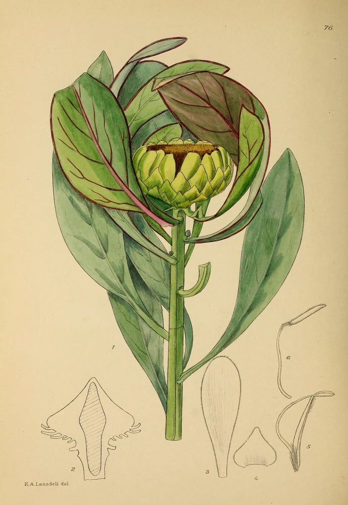 The Flowering Plants of Africa 1921 Protea Recondita Canvas Art - KA Lansdell (24 x 36)