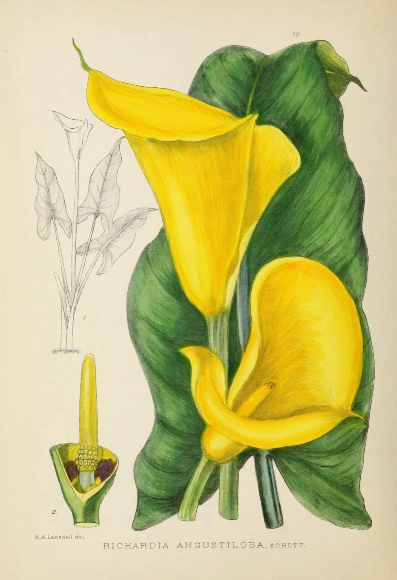 The Flowering Plants of Africa 1921 Richardia Angustiloba Canvas Art - KA Lansdell (24 x 36)