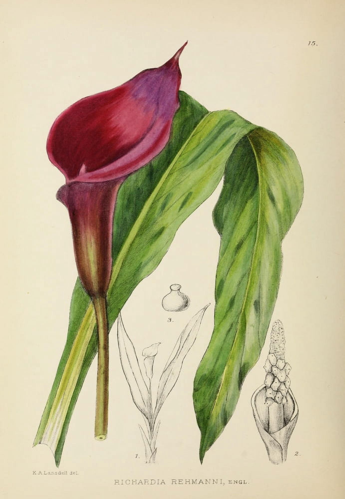 The Flowering Plants of Africa 1921 Richardia Rehmanni Canvas Art - KA Lansdell (18 x 24)