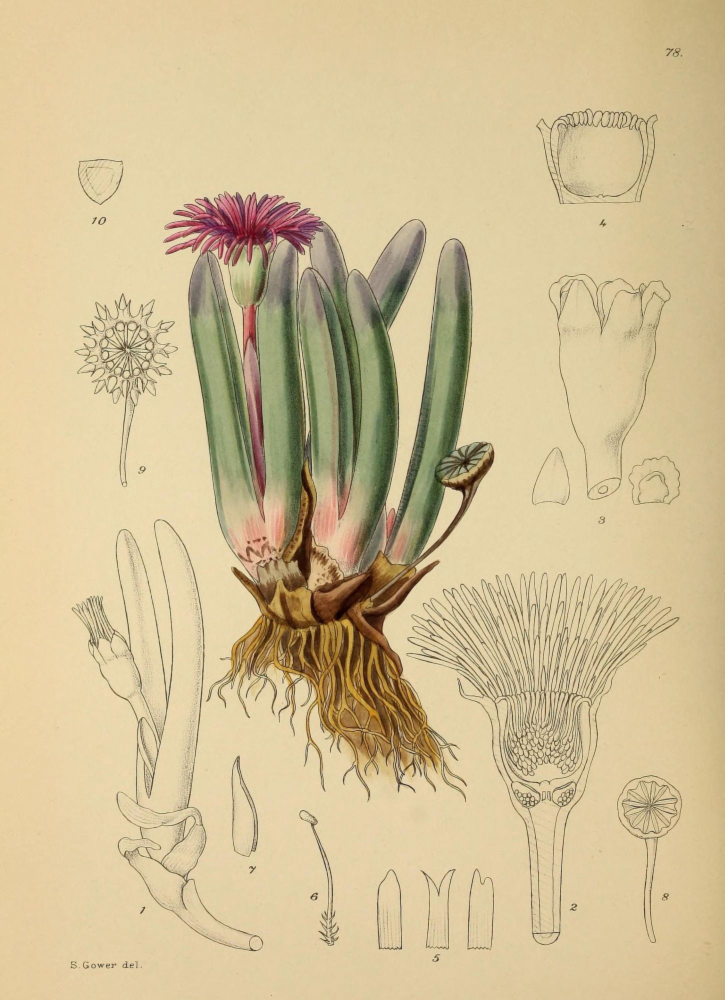 The Flowering Plants of Africa 1921 Roodia Digitifolia Canvas Art - KA Lansdell (18 x 24)