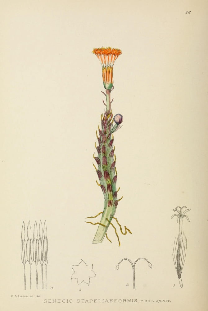 The Flowering Plants of Africa 1921 Senecio Stapeliaeformis Canvas Art - KA Lansdell (24 x 36)