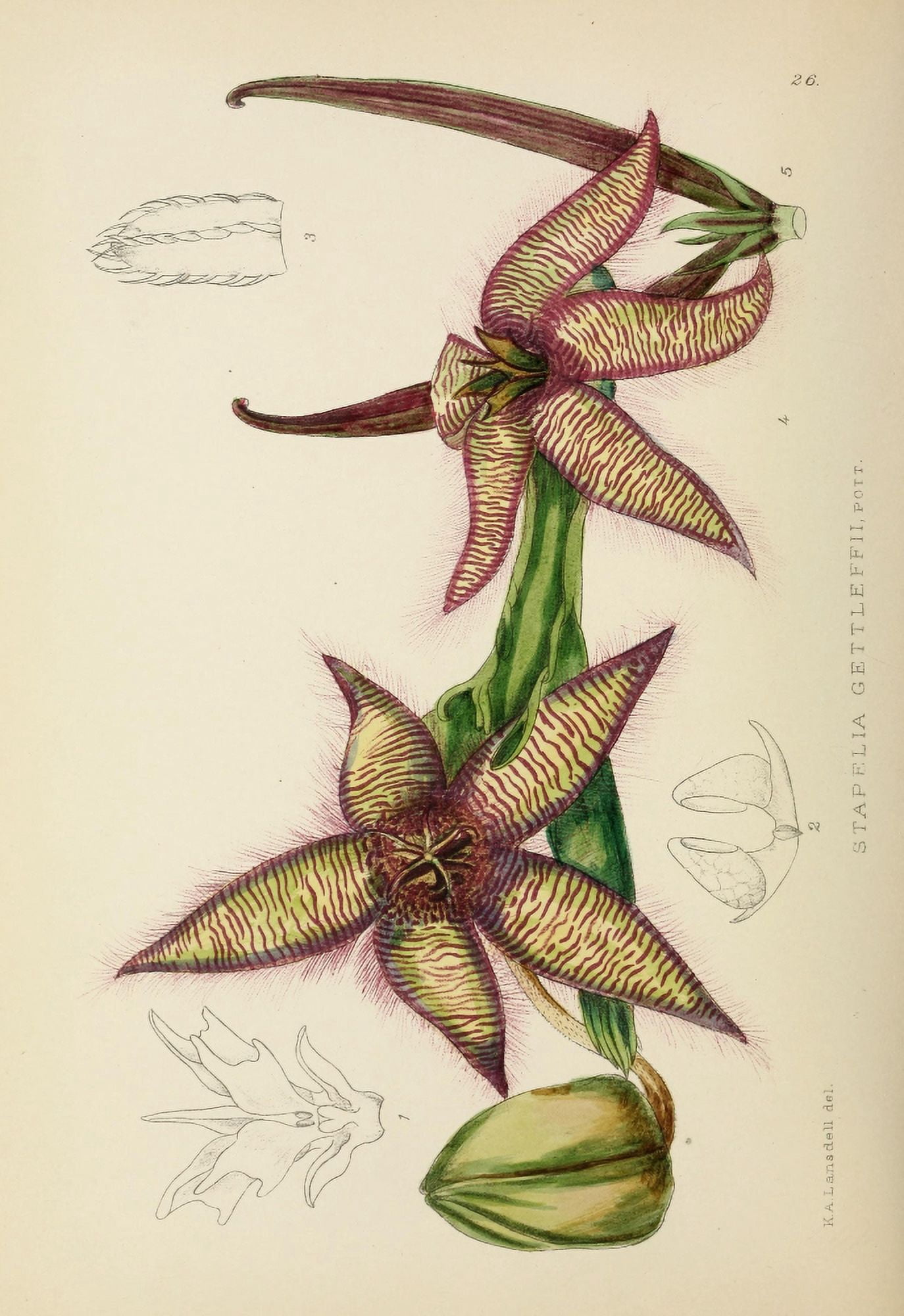 The Flowering Plants of Africa 1921 Stapelia Gettleffii Canvas Art - KA Lansdell (18 x 24)
