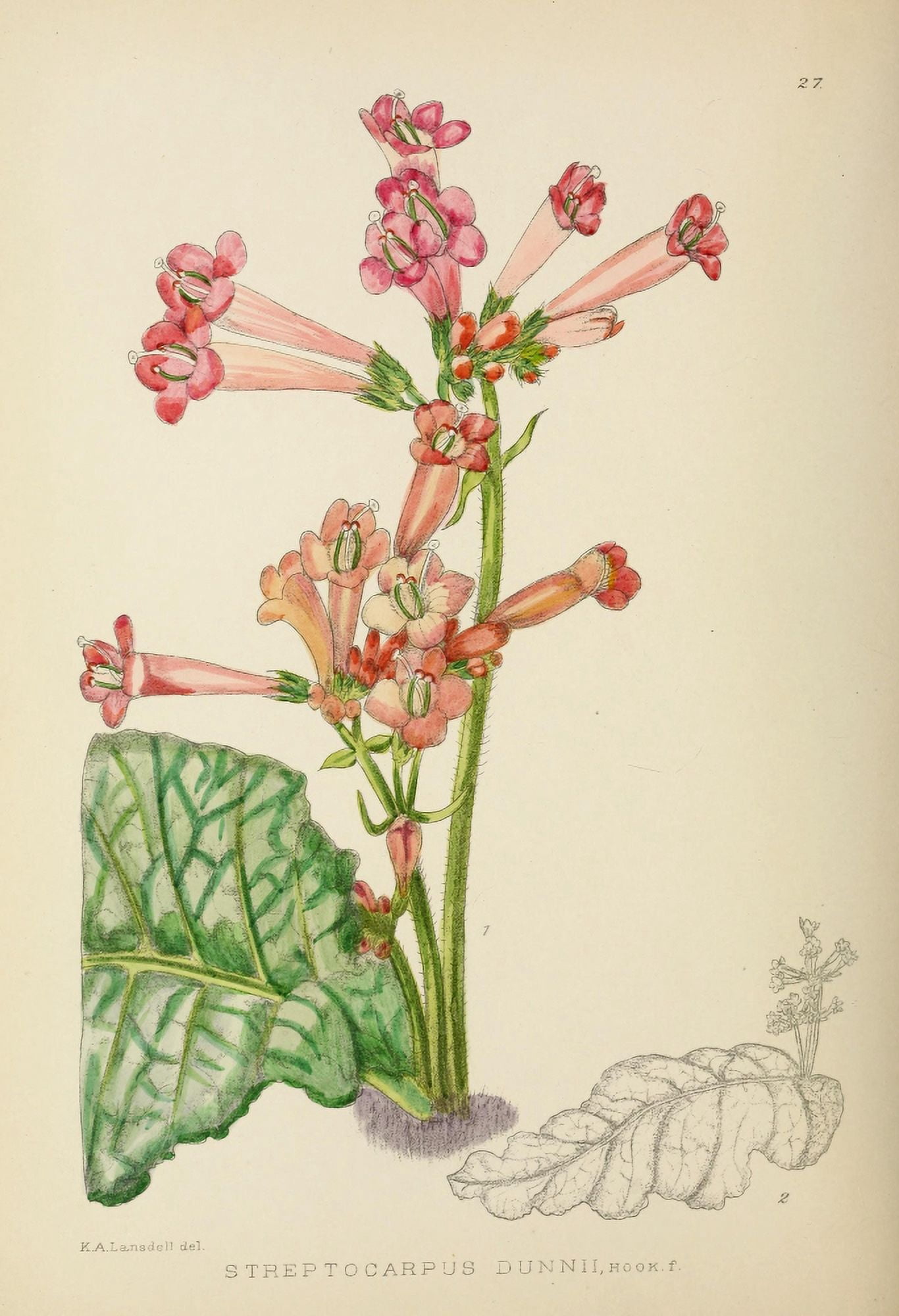 The Flowering Plants of Africa 1921 Streptocarpus Dunnii Canvas Art - KA Lansdell (18 x 24)