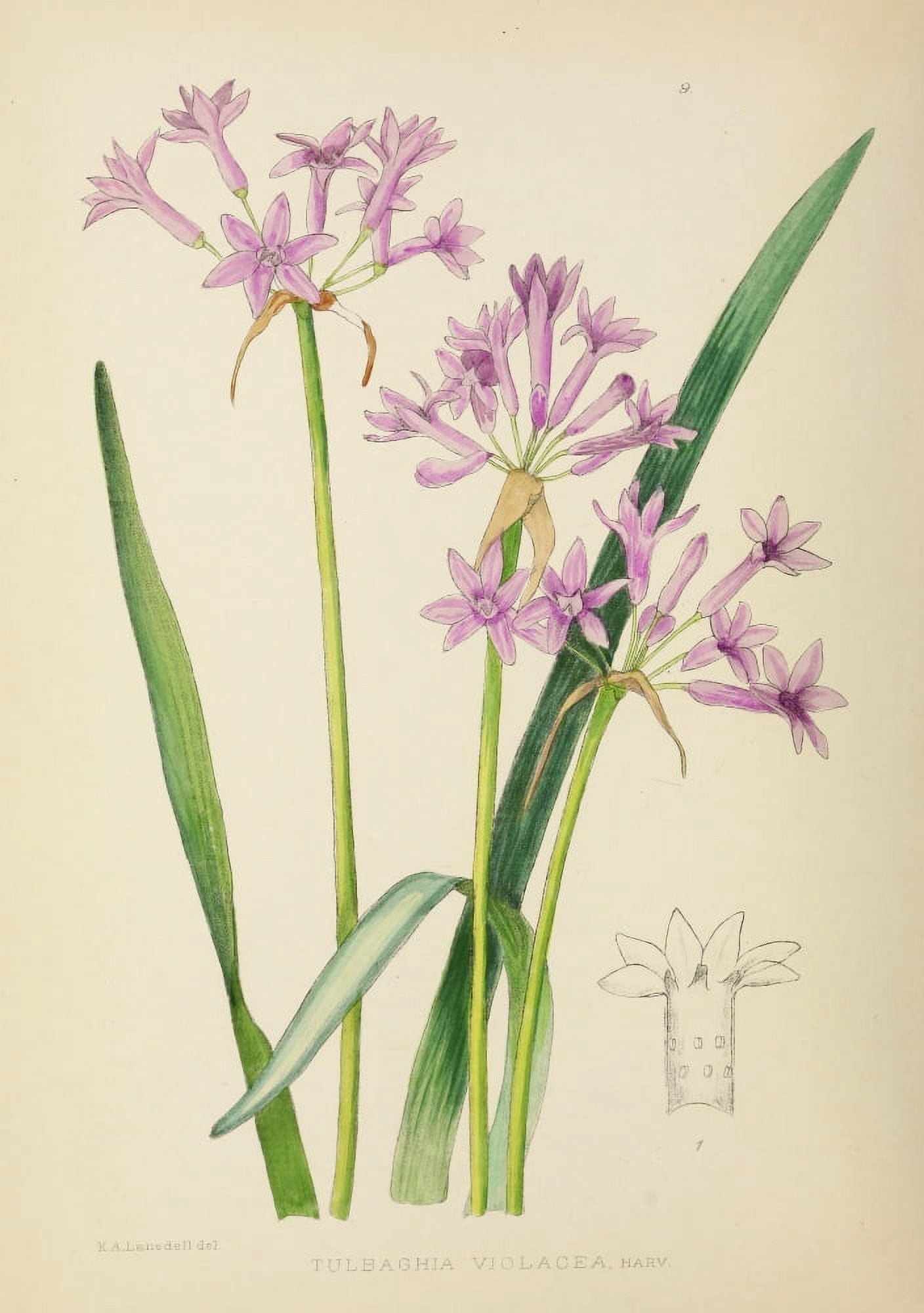 The Flowering Plants of Africa 1921 Tulbaghia Violacea Canvas Art - KA Lansdell (18 x 24)