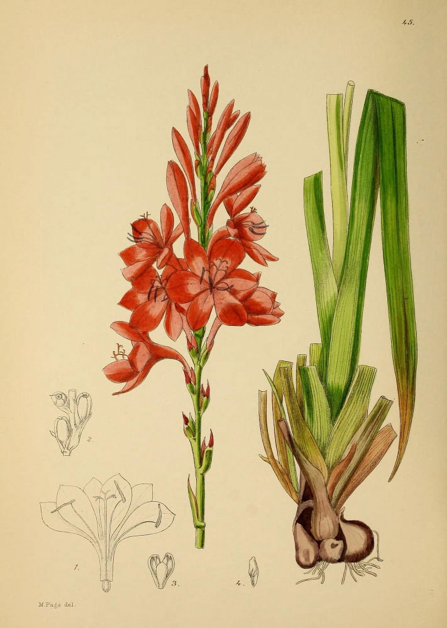 The Flowering Plants of Africa 1921 Watsonia Galpinii Canvas Art - KA Lansdell (24 x 36)