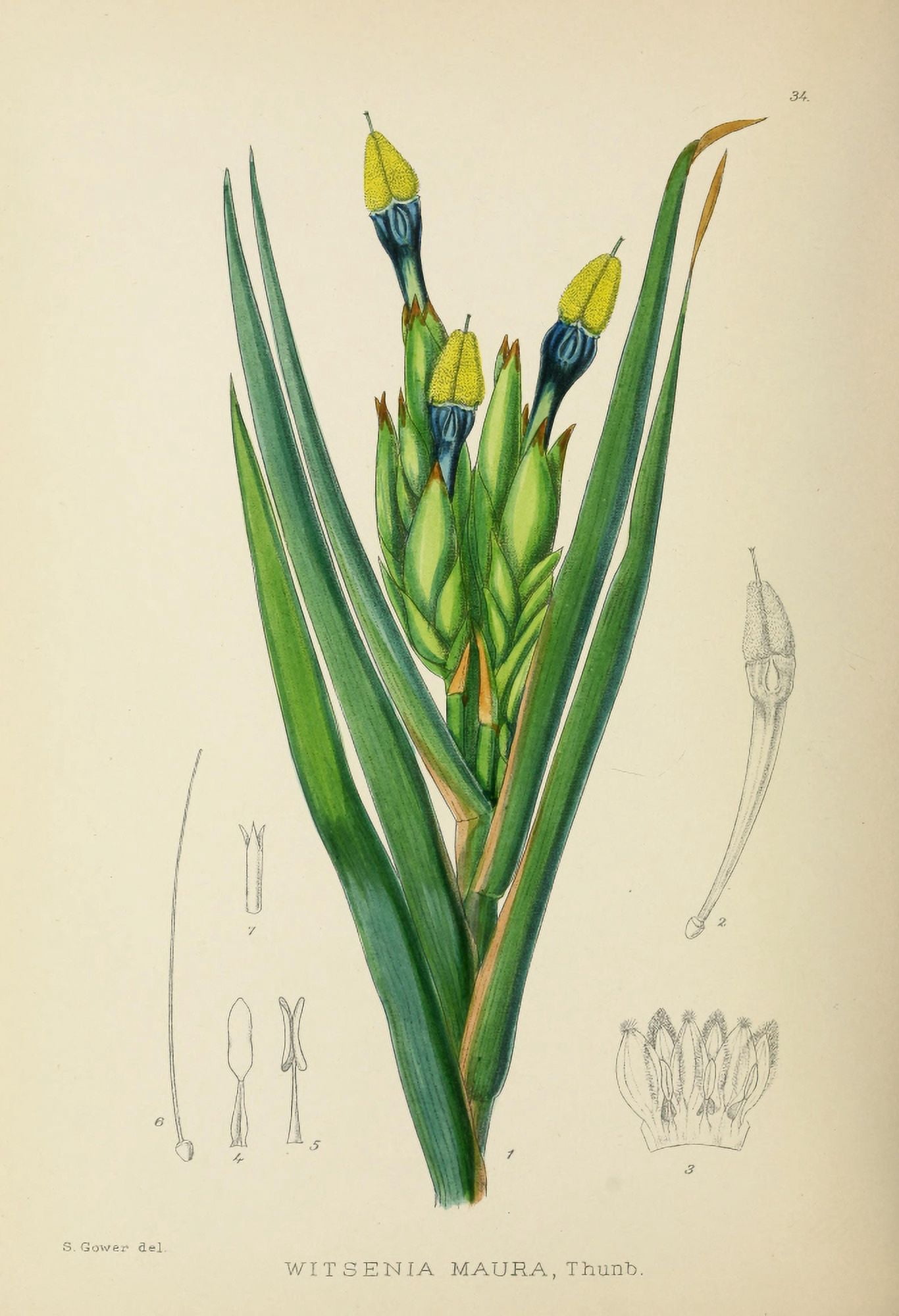 The Flowering Plants of Africa 1921 Witsenia Maura Canvas Art - KA Lansdell (24 x 36)