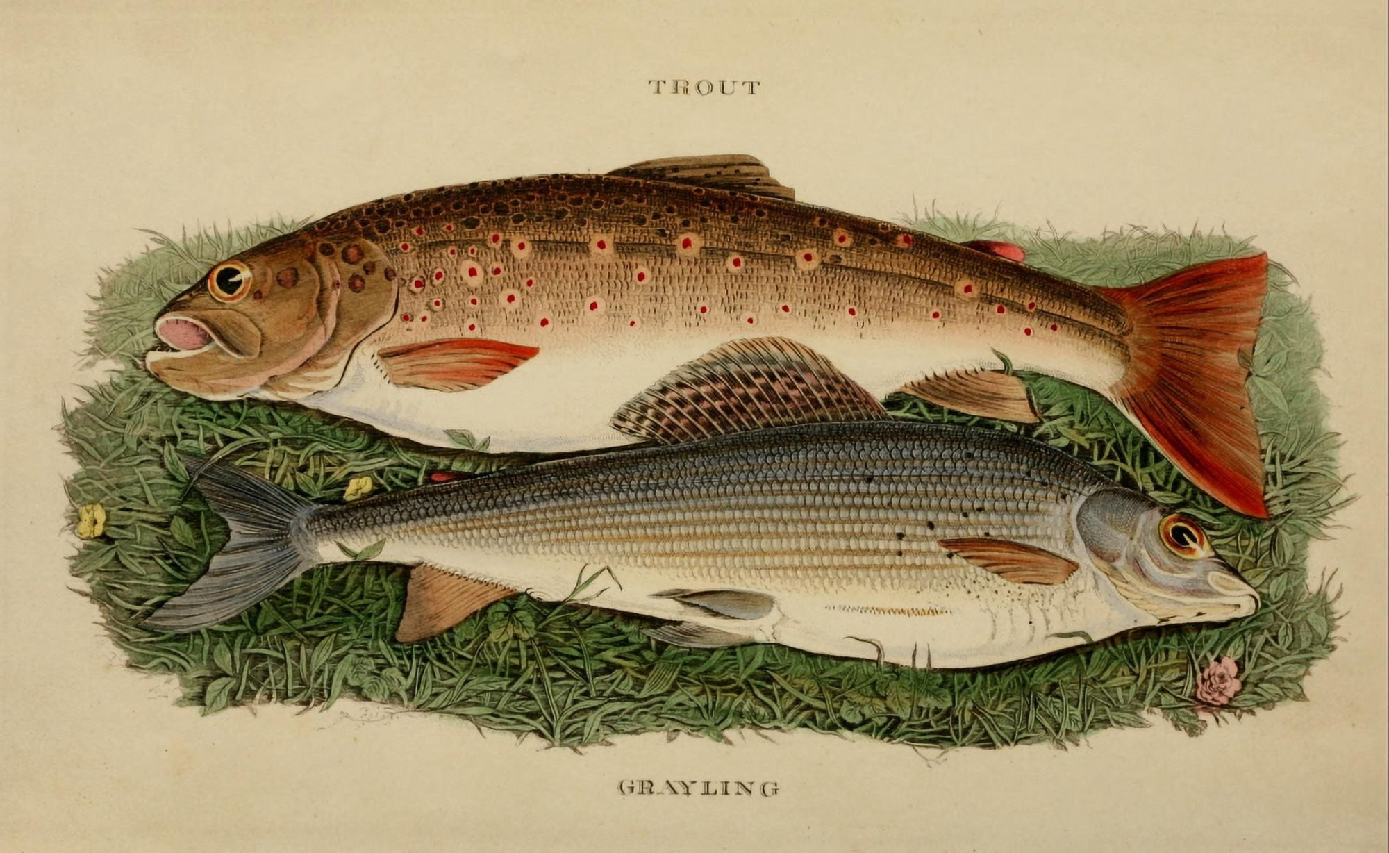 The Fly-fishers Entomology 1839 Trout & Grayling Canvas Art - Unknown (24 x 36)