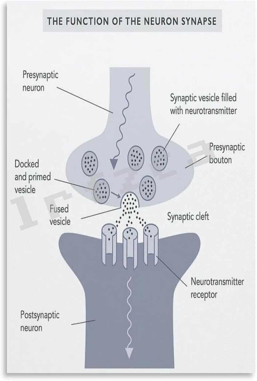 The Function Of The Neuron Synapse Art Classroom Education Poster ...