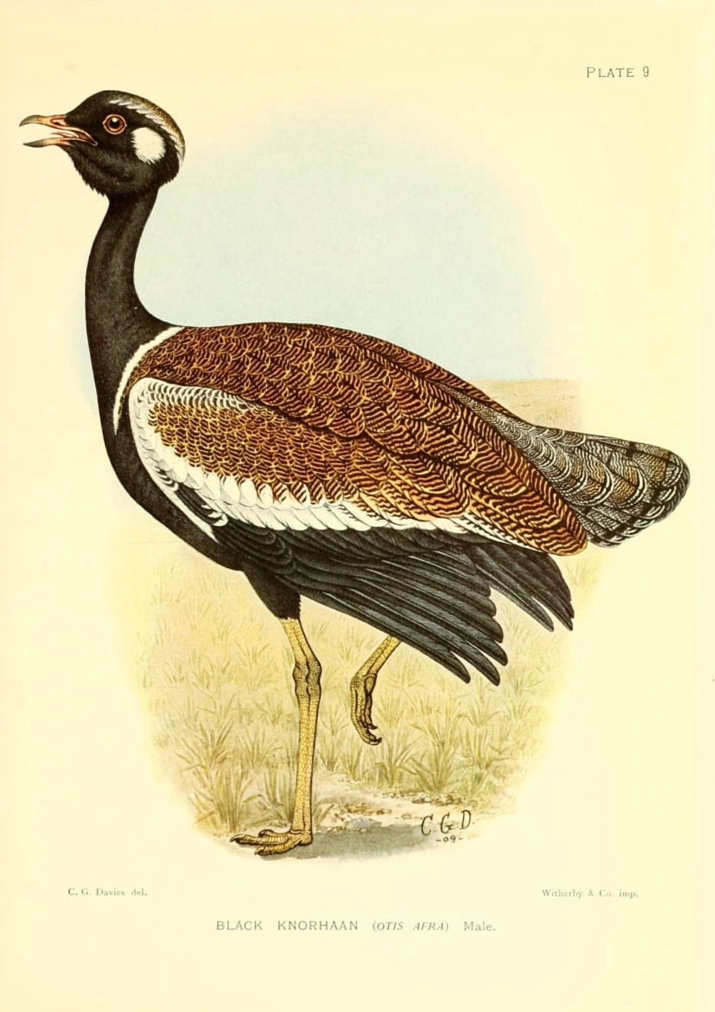 The Game-birds & Water-fowl of South Africa 1912 Black Knorhaan Canvas Art - Sergeant Charles G Davis (18 x 24)