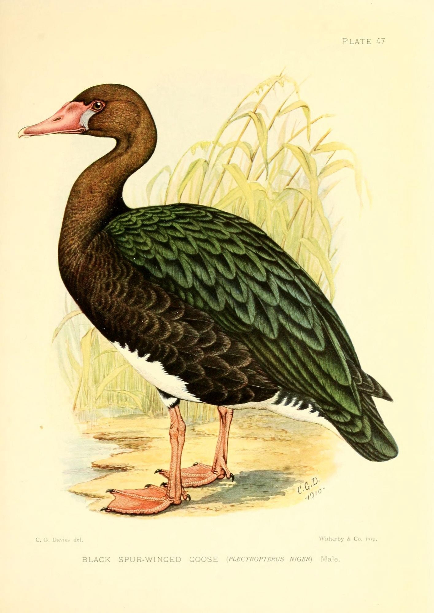 The Game-birds & Water-fowl of South Africa 1912 Black Spur-winged Goose Canvas Art - Sergeant Charles G Davis (24 x 36)