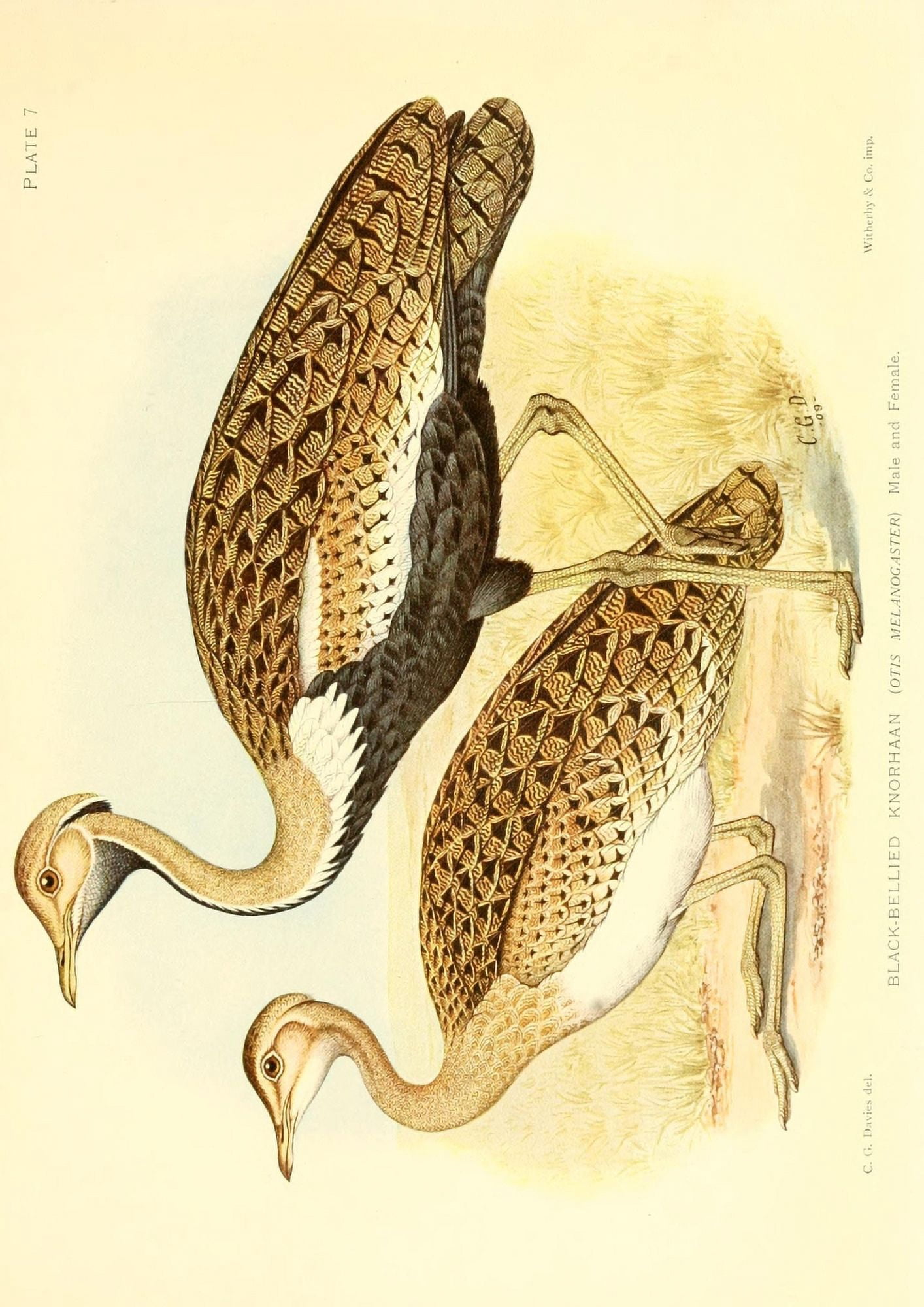 The Game-birds & Water-fowl of South Africa 1912 Black-bellied Knorhaan Canvas Art - Sergeant Charles G Davis (18 x 24)