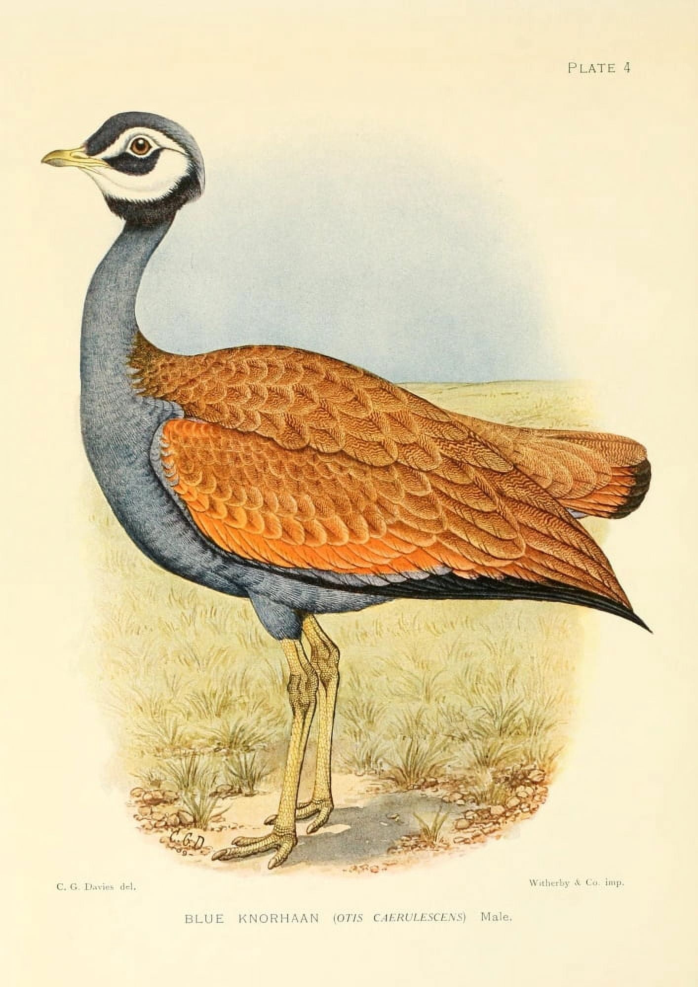 The Game-birds & Water-fowl of South Africa 1912 Blue Knorhaan Canvas Art - Sergeant Charles G Davis (18 x 24)