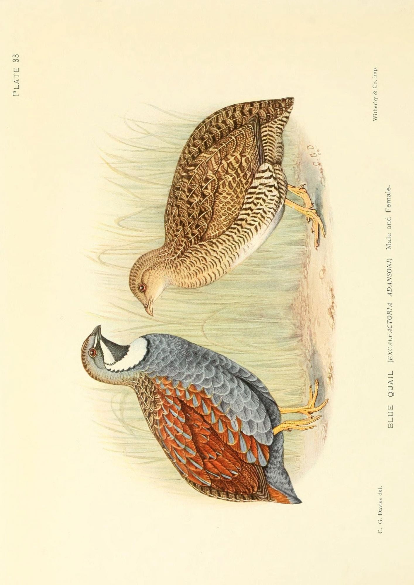 The Game-birds & Water-fowl of South Africa 1912 Blue Quail Canvas Art - Sergeant Charles G Davis (18 x 24)