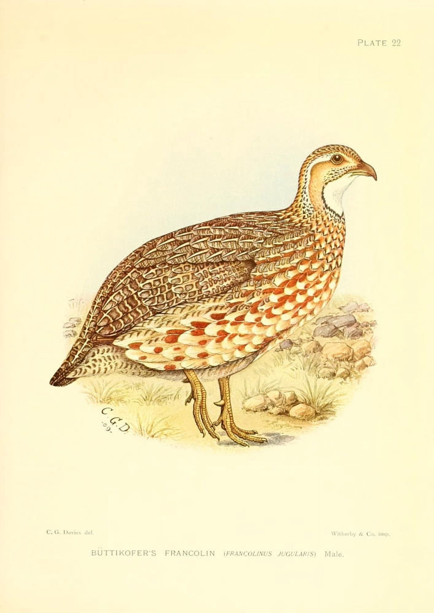 The Game-birds & Water-fowl of South Africa 1912 Buttikofers Francolin Canvas Art - Sergeant Charles G Davis (24 x 36)