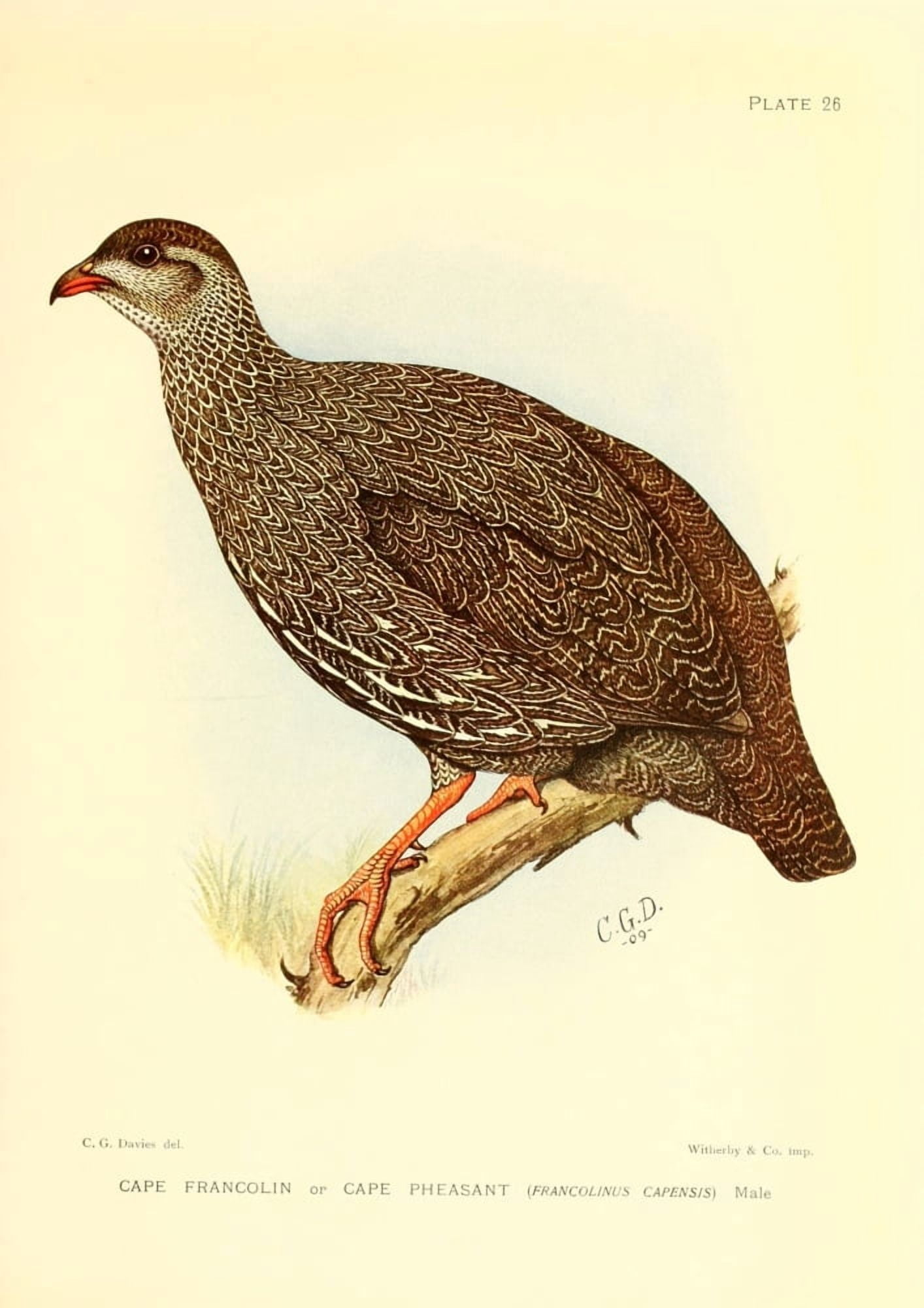 The Game-birds & Water-fowl of South Africa 1912 Cape Francolin Canvas Art - Sergeant Charles G Davis (24 x 36)