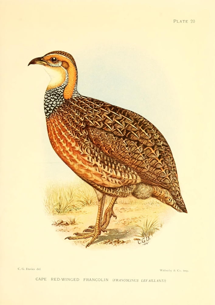 The Game-birds & Water-fowl of South Africa 1912 Cape Red-winged Francolin Canvas Art - Sergeant Charles G Davis (18 x 24)