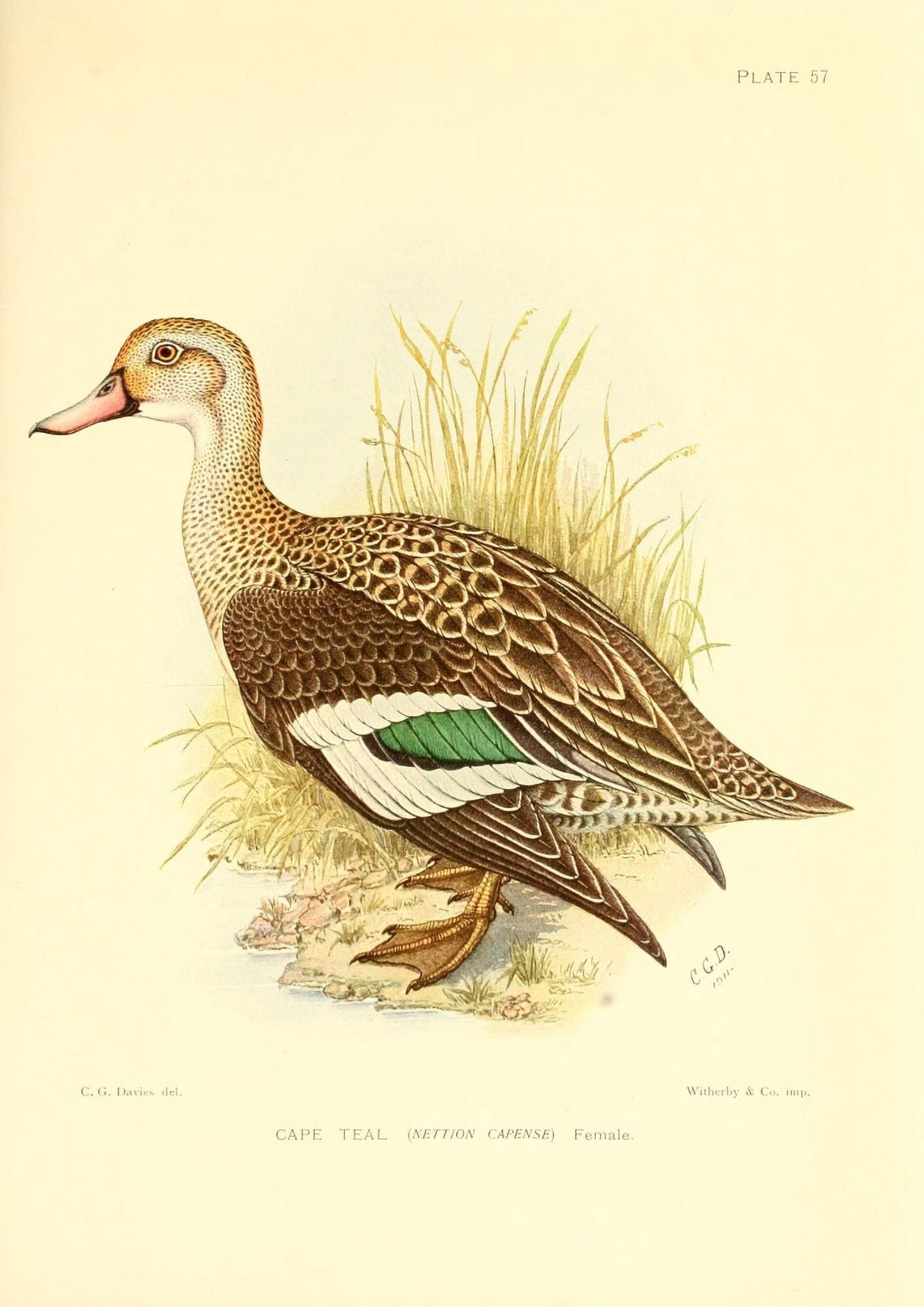 The Game-birds & Water-fowl of South Africa 1912 Cape Teal Canvas Art - Sergeant Charles G Davis (18 x 24)