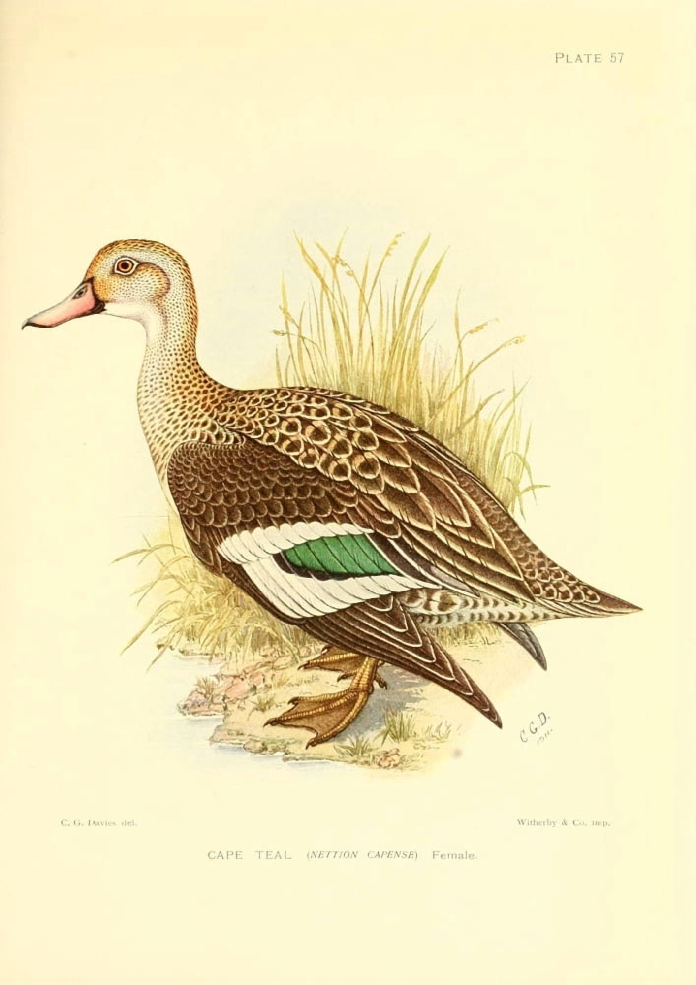 The Game-birds & Water-fowl of South Africa 1912 Cape Teal Canvas Art - Sergeant Charles G Davis (24 x 36)