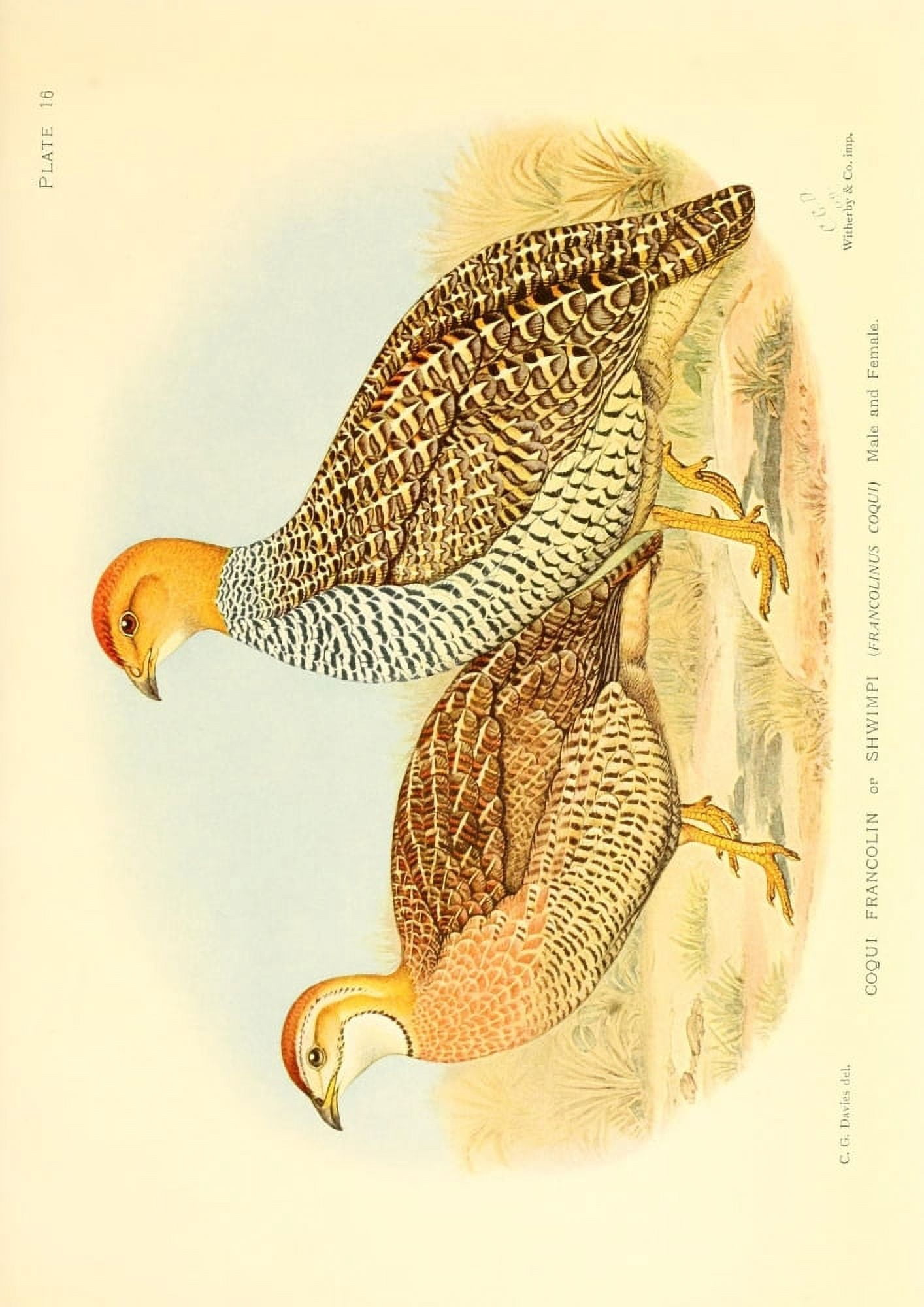 The Game-birds & Water-fowl of South Africa 1912 Coqui Francolin Canvas Art - Sergeant Charles G Davis (18 x 24)