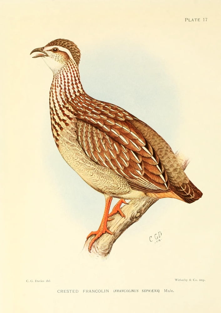 The Game-birds & Water-fowl of South Africa 1912 Crested Francolin Canvas Art - Sergeant Charles G Davis (18 x 24)