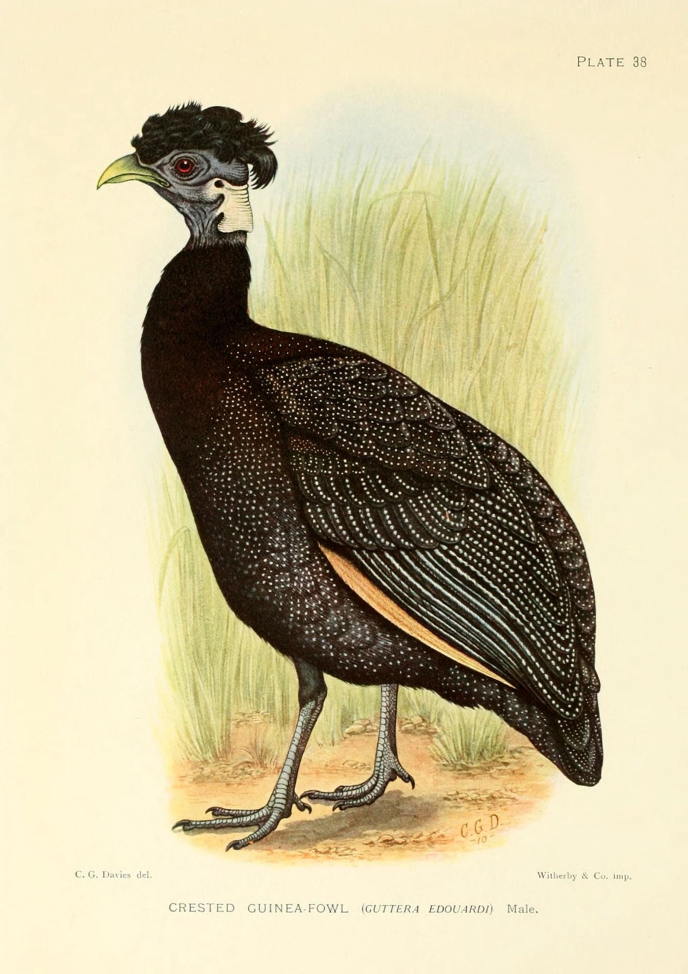 The Game-birds & Water-fowl of South Africa 1912 Crested Guinea-fowl Canvas Art - Sergeant Charles G Davis (24 x 36)
