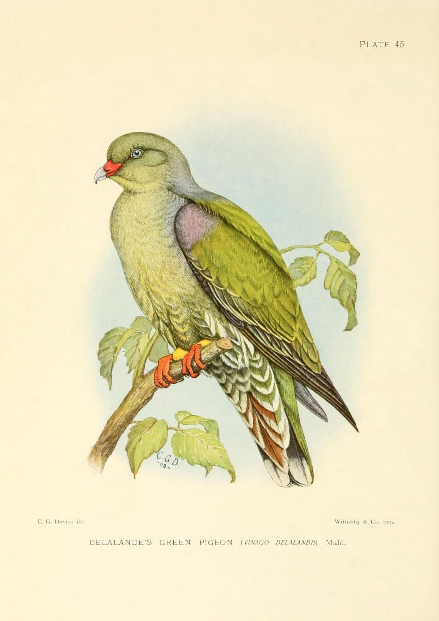 The Game-birds & Water-fowl of South Africa 1912 Delalandes Green Pigeon Canvas Art - Sergeant Charles G Davis (24 x 36)