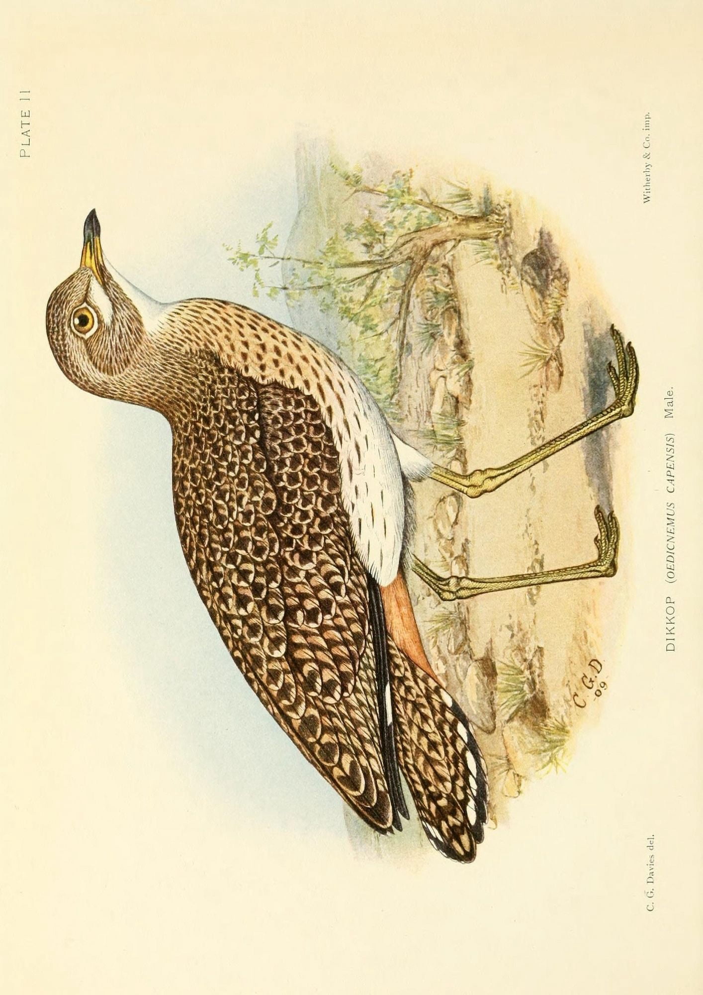 The Game-birds & Water-fowl of South Africa 1912 Dikkop Canvas Art - Sergeant Charles G Davis (24 x 36)