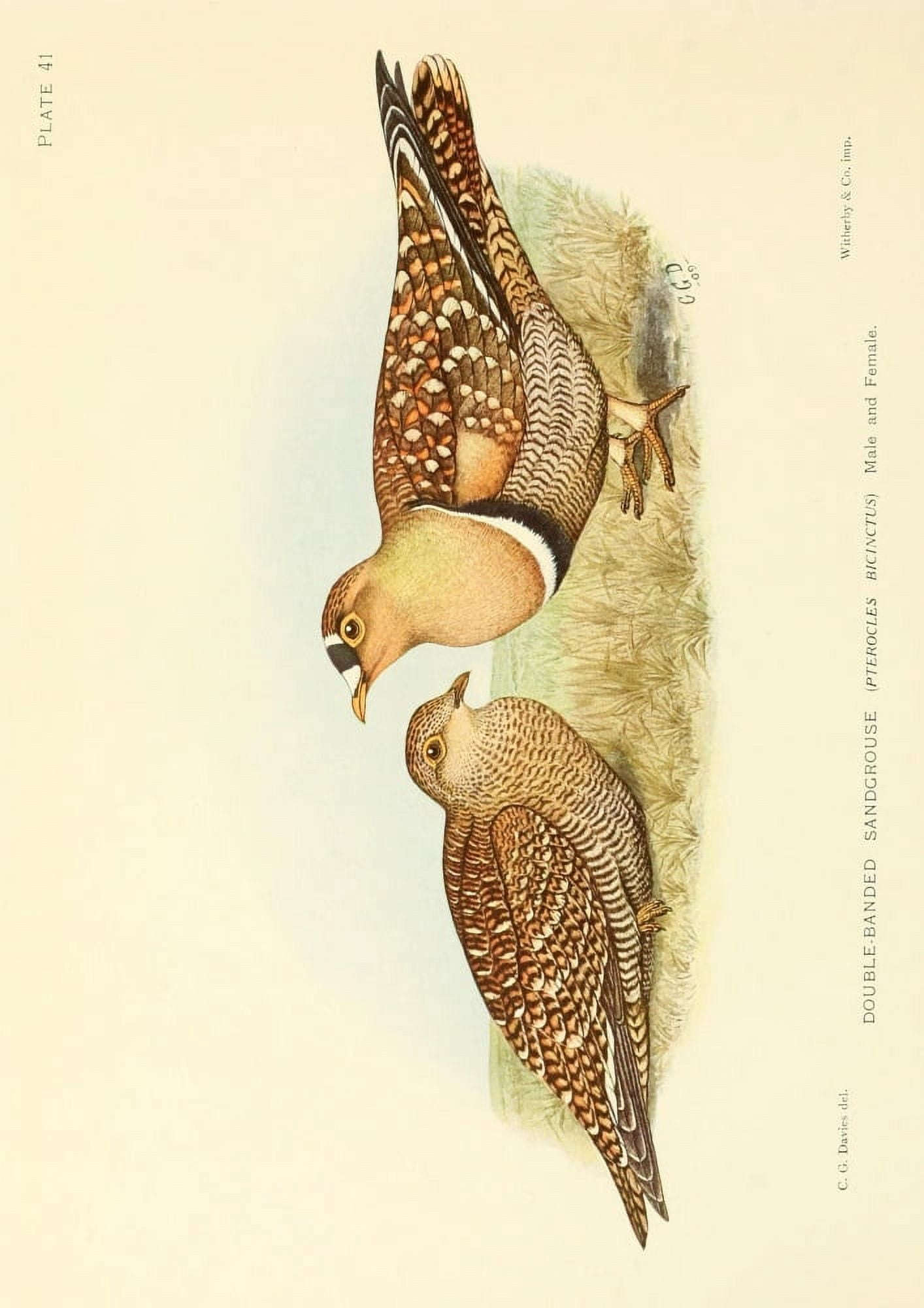 The Game-birds & Water-fowl of South Africa 1912 Double-banded Sandgrouse Canvas Art - Sergeant Charles G Davis (18 x 24)