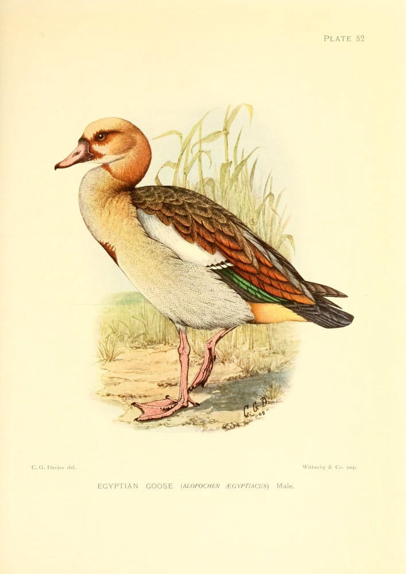 The Game-birds & Water-fowl of South Africa 1912 Egyptian Goose Canvas Art - Sergeant Charles G Davis (24 x 36)