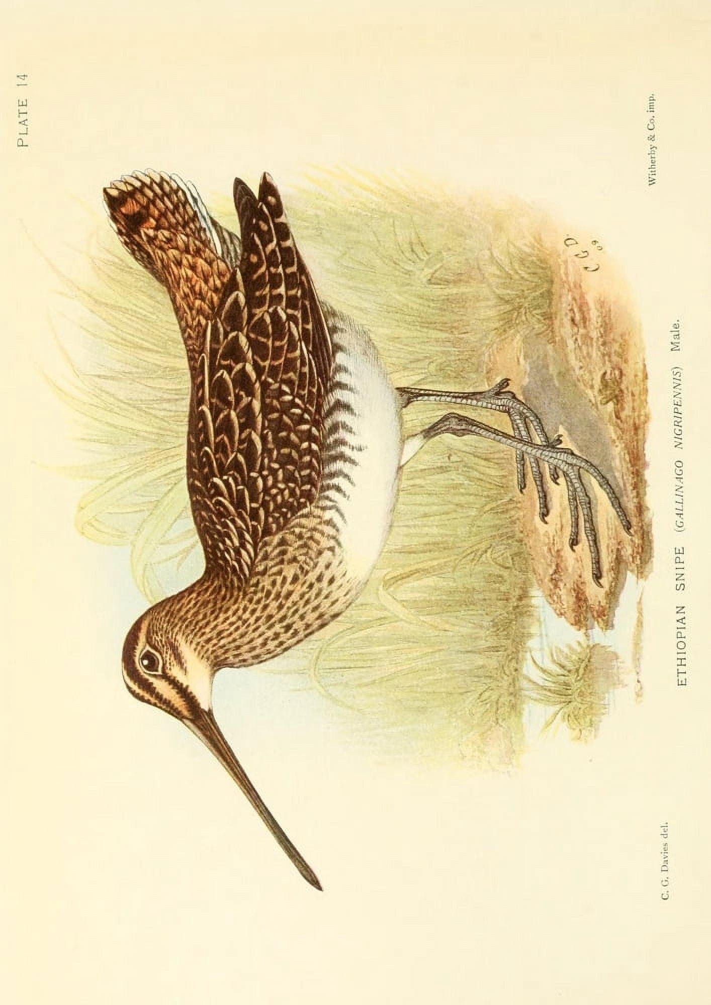 The Game-birds & Water-fowl of South Africa 1912 Ethiopian Snipe Canvas Art - Sergeant Charles G Davis (18 x 24)