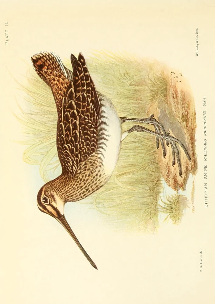 The Game-birds & Water-fowl of South Africa 1912 Ethiopian Snipe Canvas Art - Sergeant Charles G Davis (24 x 36)