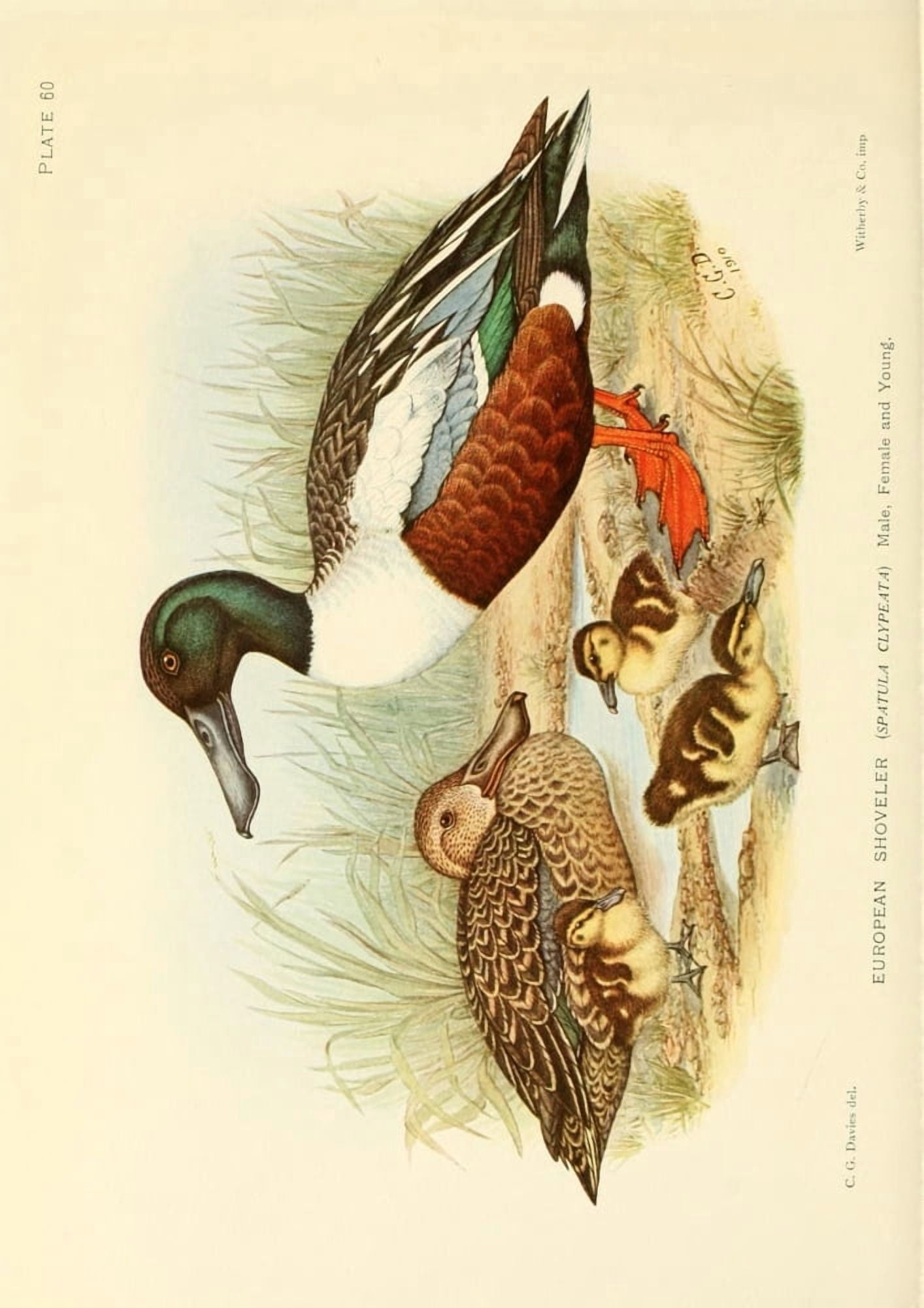 The Game-birds & Water-fowl of South Africa 1912 European Shoveller Canvas Art - Sergeant Charles G Davis (24 x 36)