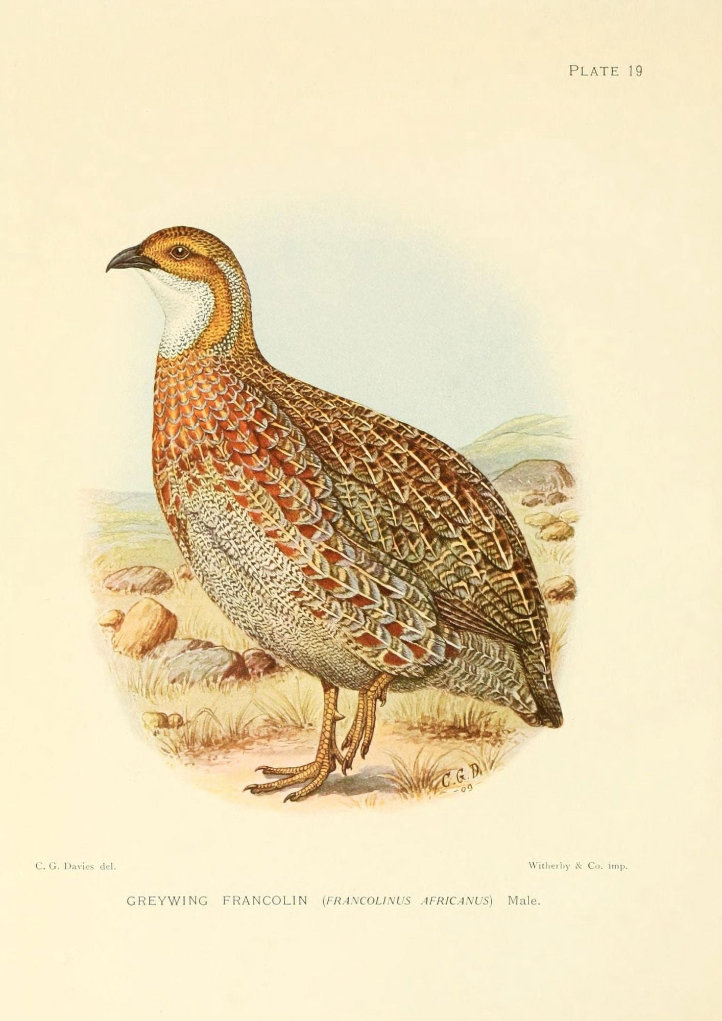The Game-birds & Water-fowl of South Africa 1912 Greywing Francolin Canvas Art - Sergeant Charles G Davis (24 x 36)