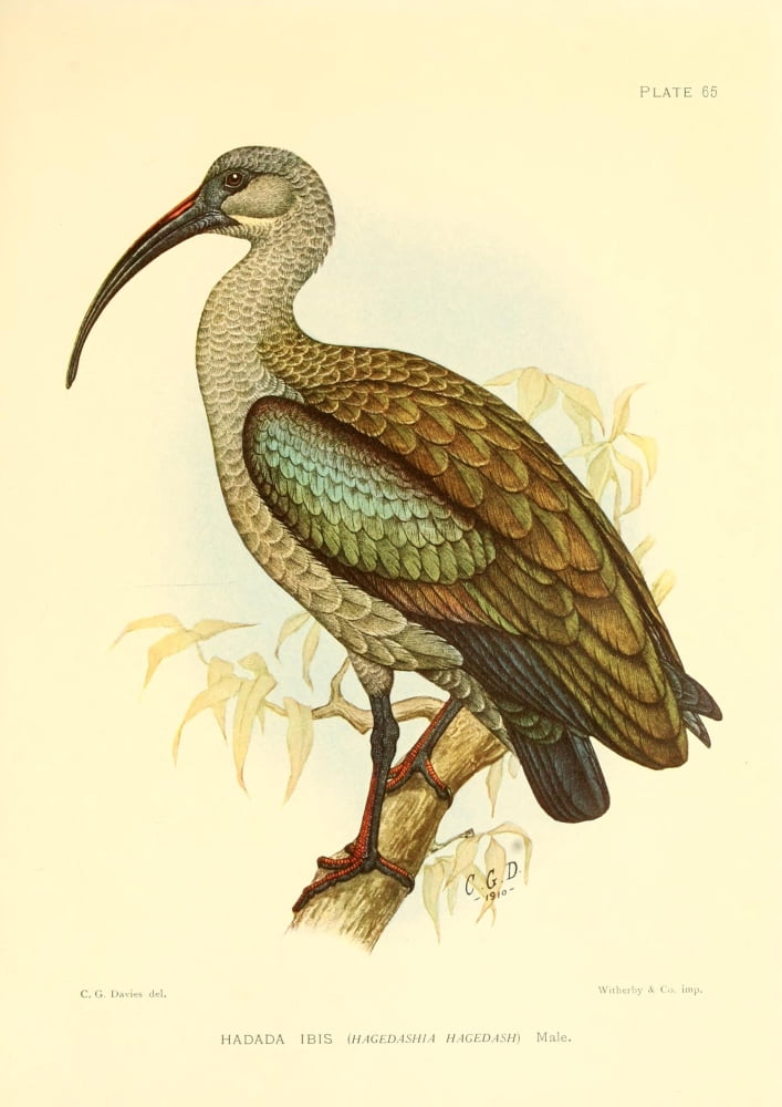 The Game-birds & Water-fowl of South Africa 1912 Hadada Ibis Canvas Art - Sergeant Charles G Davis (18 x 24)