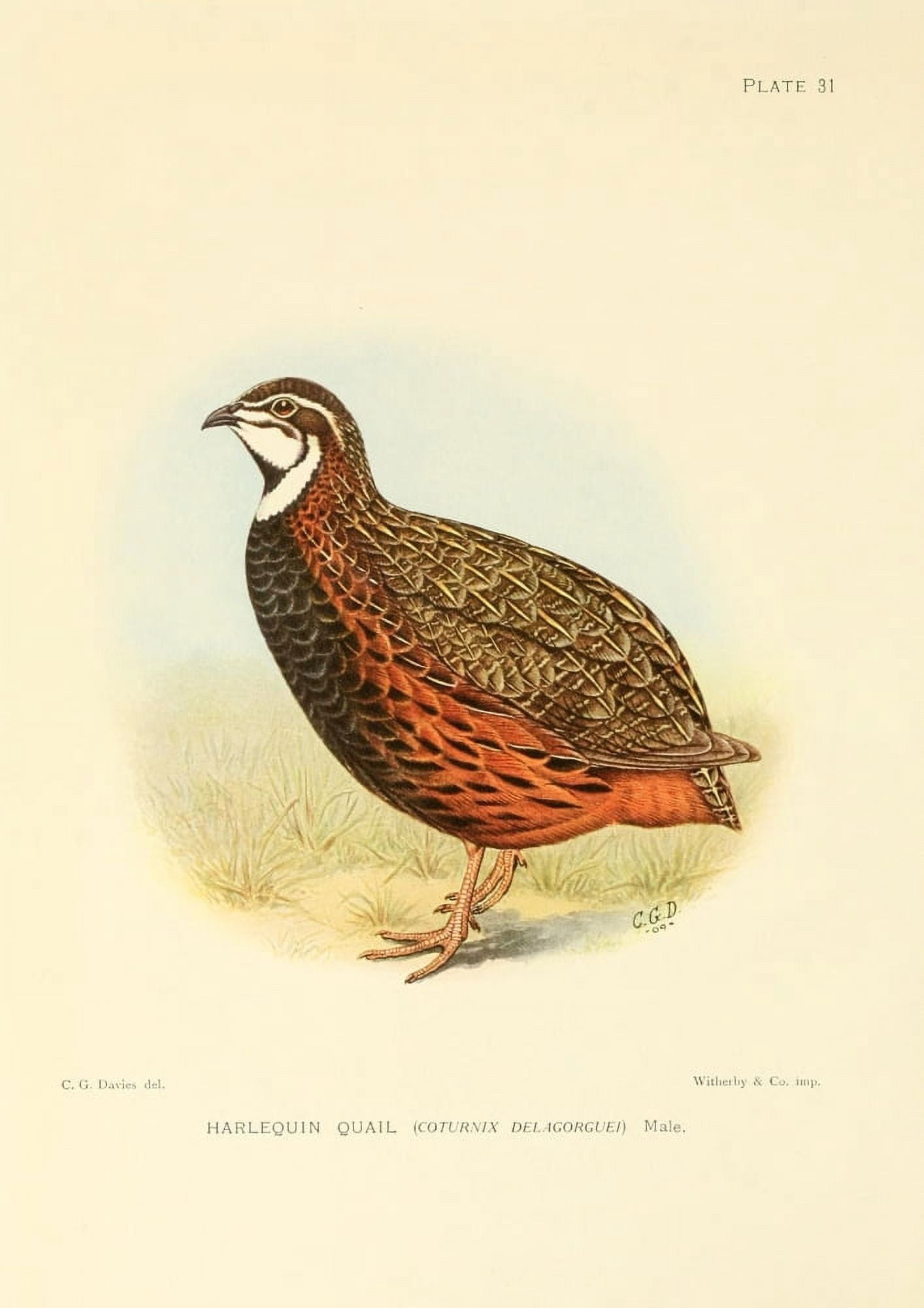 The Game-birds & Water-fowl of South Africa 1912 Harlequin Quail Canvas Art - Sergeant Charles G Davis (18 x 24)