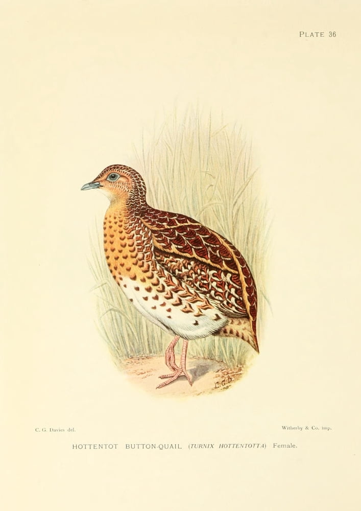 The Game-birds & Water-fowl of South Africa 1912 Hottentot Button Quail Canvas Art - Sergeant Charles G Davis (18 x 24)