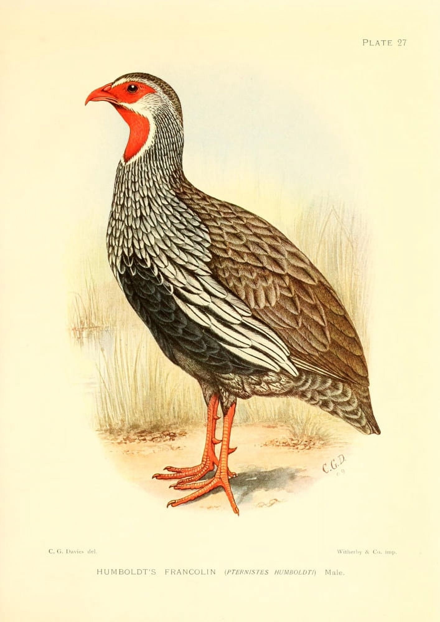 The Game-birds & Water-fowl of South Africa 1912 Humboldts Francolin Canvas Art - Sergeant Charles G Davis (18 x 24)