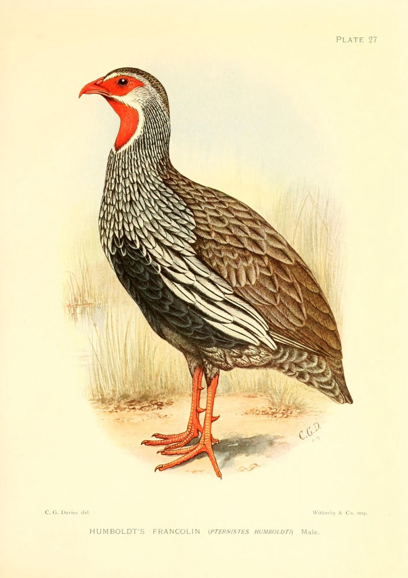 The Game-birds & Water-fowl of South Africa 1912 Humboldts Francolin Canvas Art - Sergeant Charles G Davis (24 x 36)