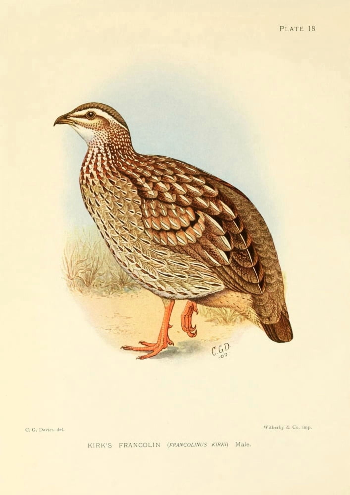 The Game-birds & Water-fowl of South Africa 1912 Kirks Francolin Canvas Art - Sergeant Charles G Davis (24 x 36)