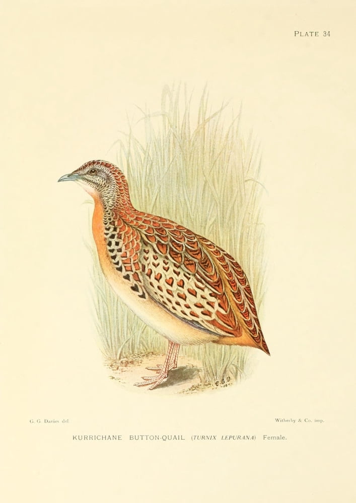 The Game-birds & Water-fowl of South Africa 1912 Kurrichane Button Quail Canvas Art - Sergeant Charles G Davis (24 x 36)