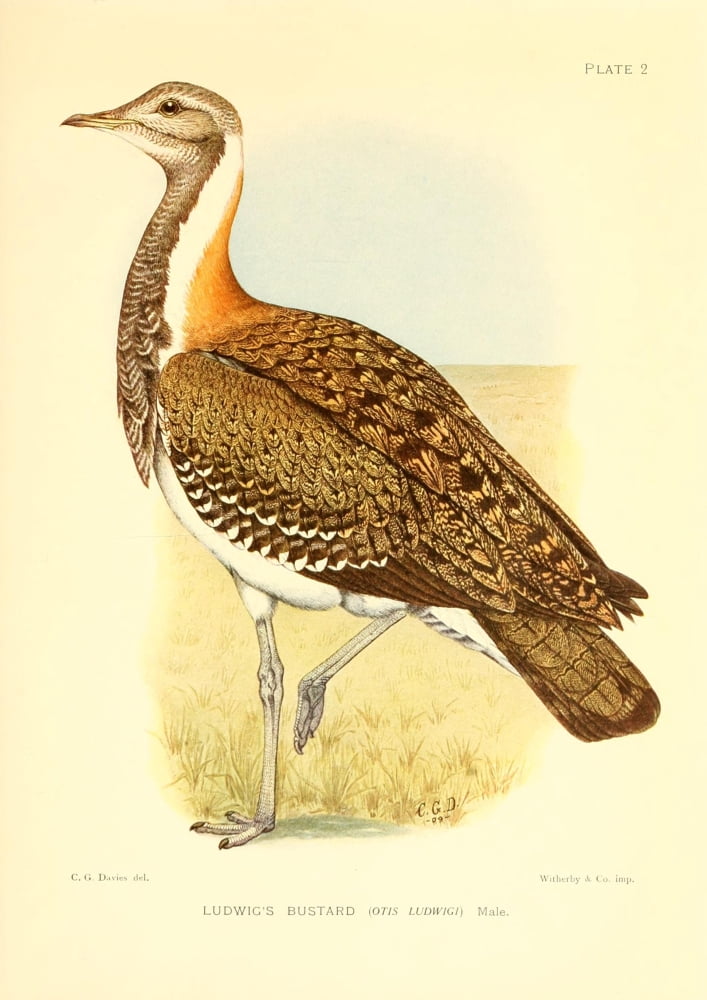 The Game-birds & Water-fowl of South Africa 1912 Ludwigs Bustard Canvas Art - Sergeant Charles G Davis (24 x 36)
