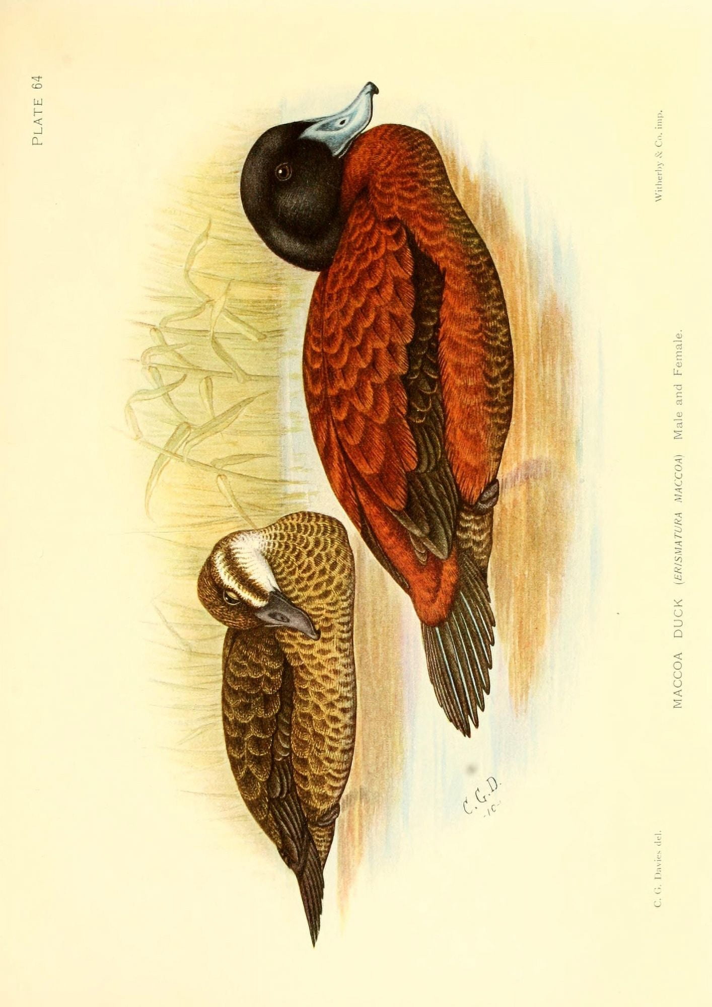 The Game-birds & Water-fowl of South Africa 1912 Maccoa Duck Canvas Art - Sergeant Charles G Davis (18 x 24)