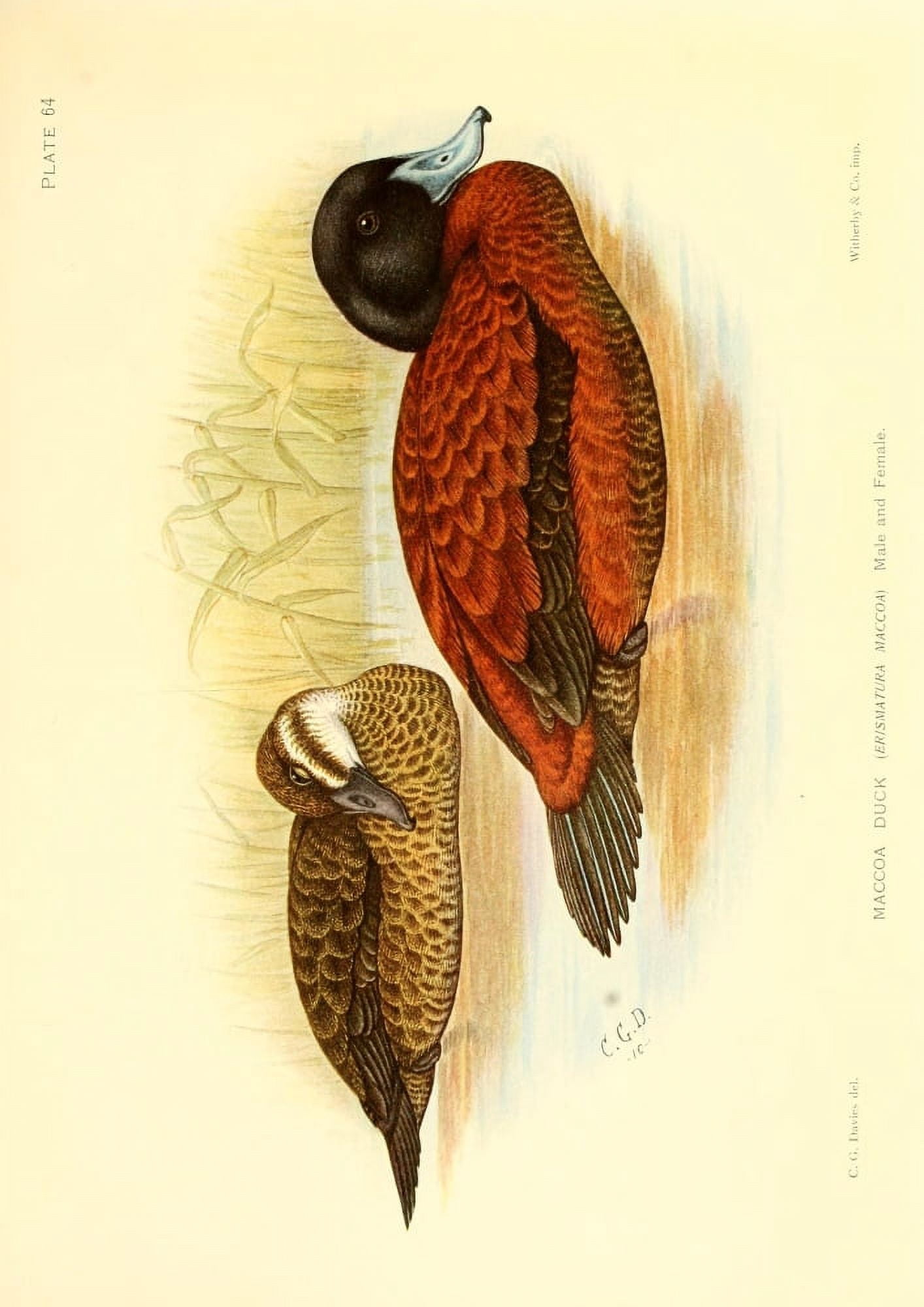 The Game-birds & Water-fowl of South Africa 1912 Maccoa Duck Canvas Art - Sergeant Charles G Davis (24 x 36)