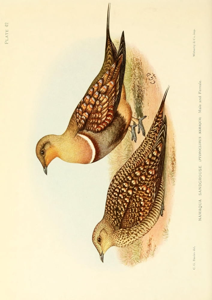 The Game-birds & Water-fowl of South Africa 1912 Namaqua Sandgrouse Canvas Art - Sergeant Charles G Davis (18 x 24)