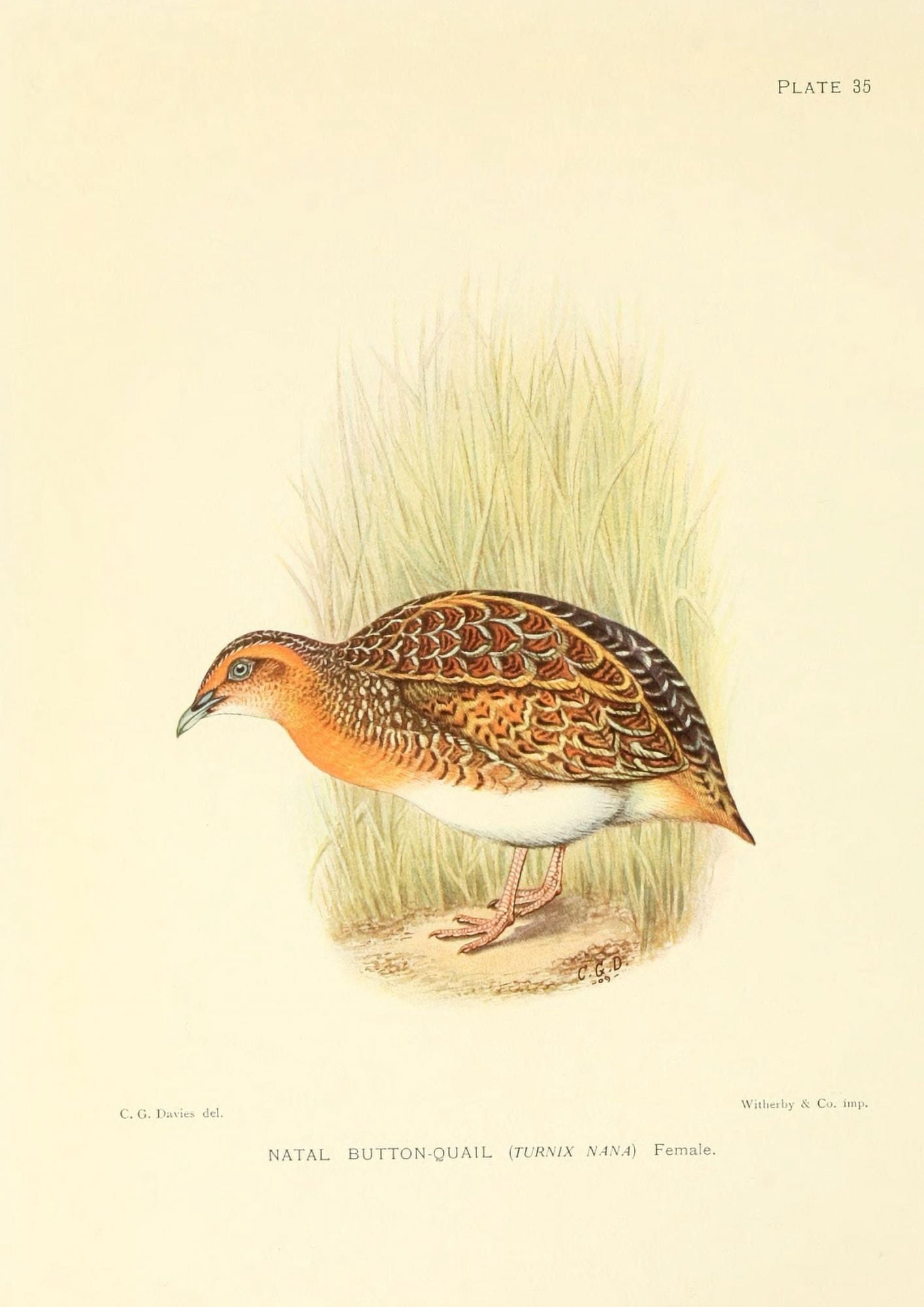 The Game-birds & Water-fowl of South Africa 1912 Natal Button Quail Canvas Art - Sergeant Charles G Davis (24 x 36)