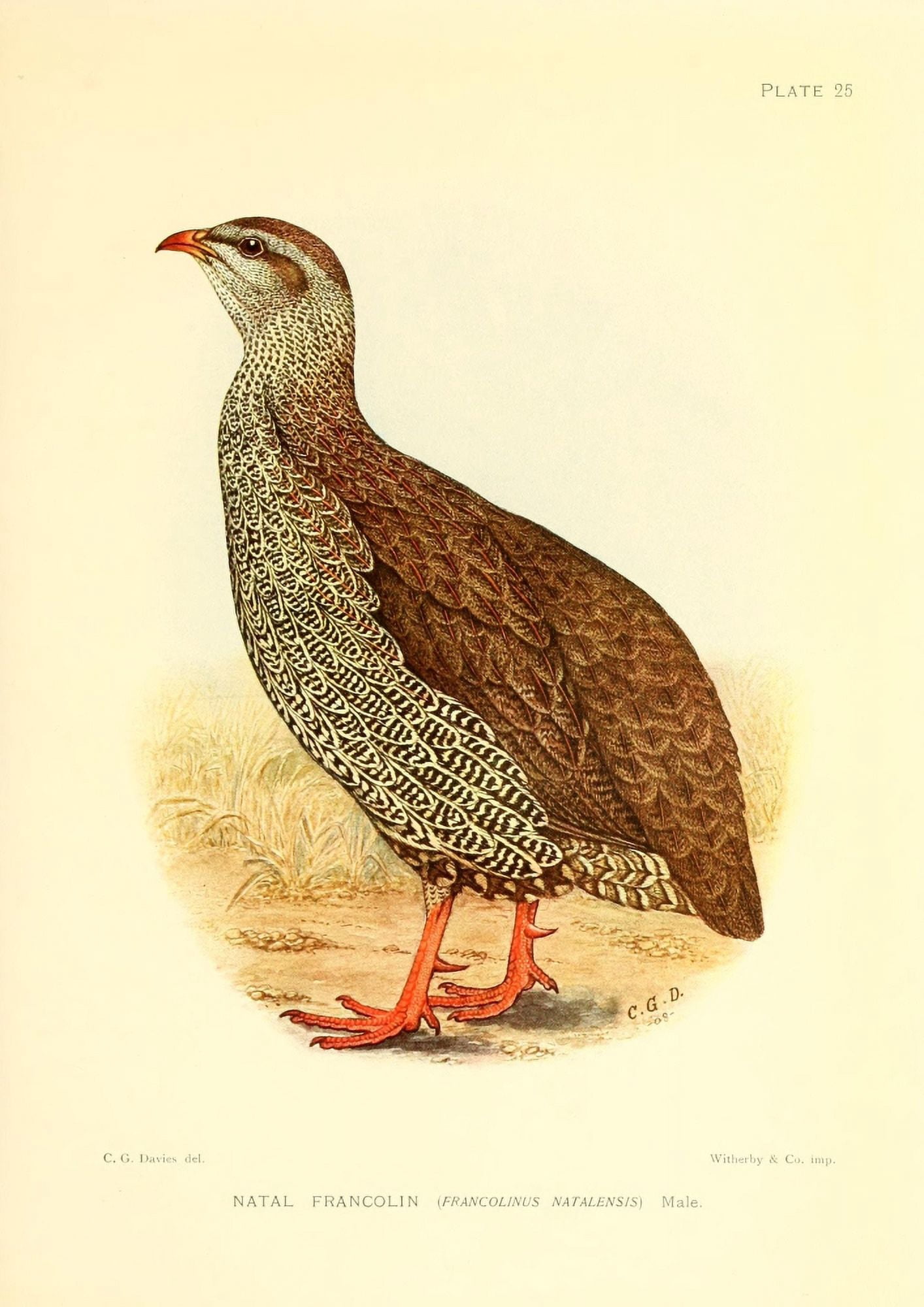 The Game-birds & Water-fowl of South Africa 1912 Natal Francolin Canvas Art - Sergeant Charles G Davis (24 x 36)