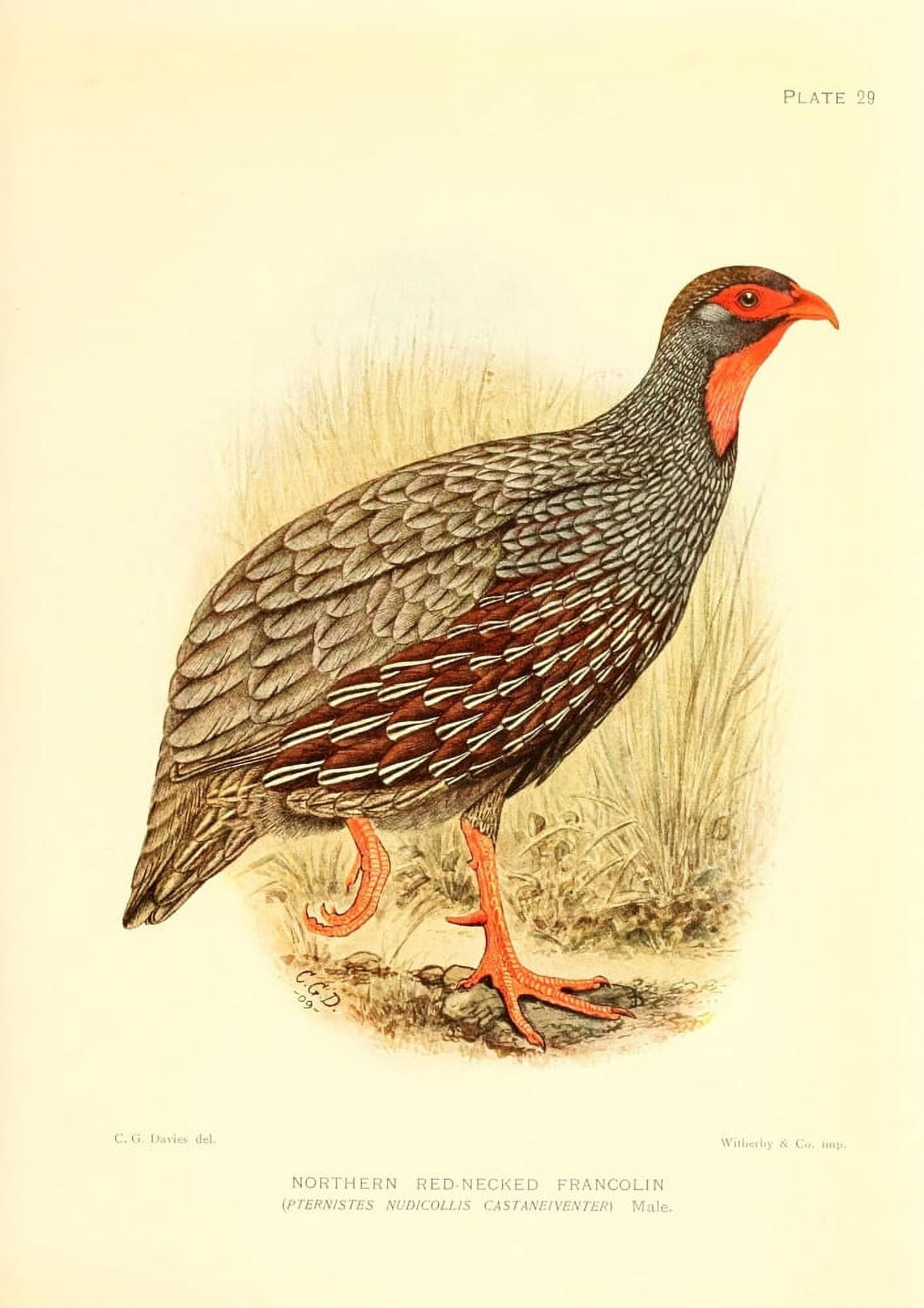 The Game-birds & Water-fowl of South Africa 1912 Northern Red-necked Francolin Canvas Art - Sergeant Charles G Davis (18 x 24)