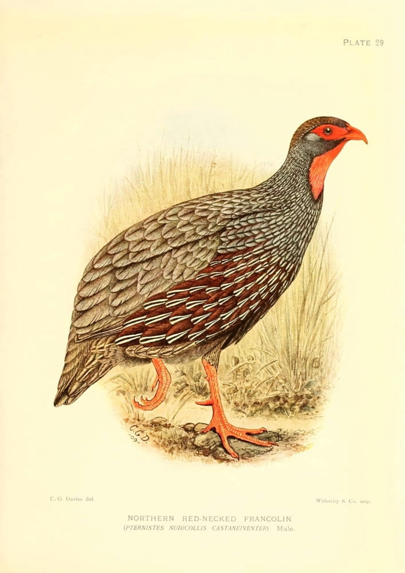 The Game-birds & Water-fowl of South Africa 1912 Northern Red-necked Francolin Canvas Art - Sergeant Charles G Davis (24 x 36)
