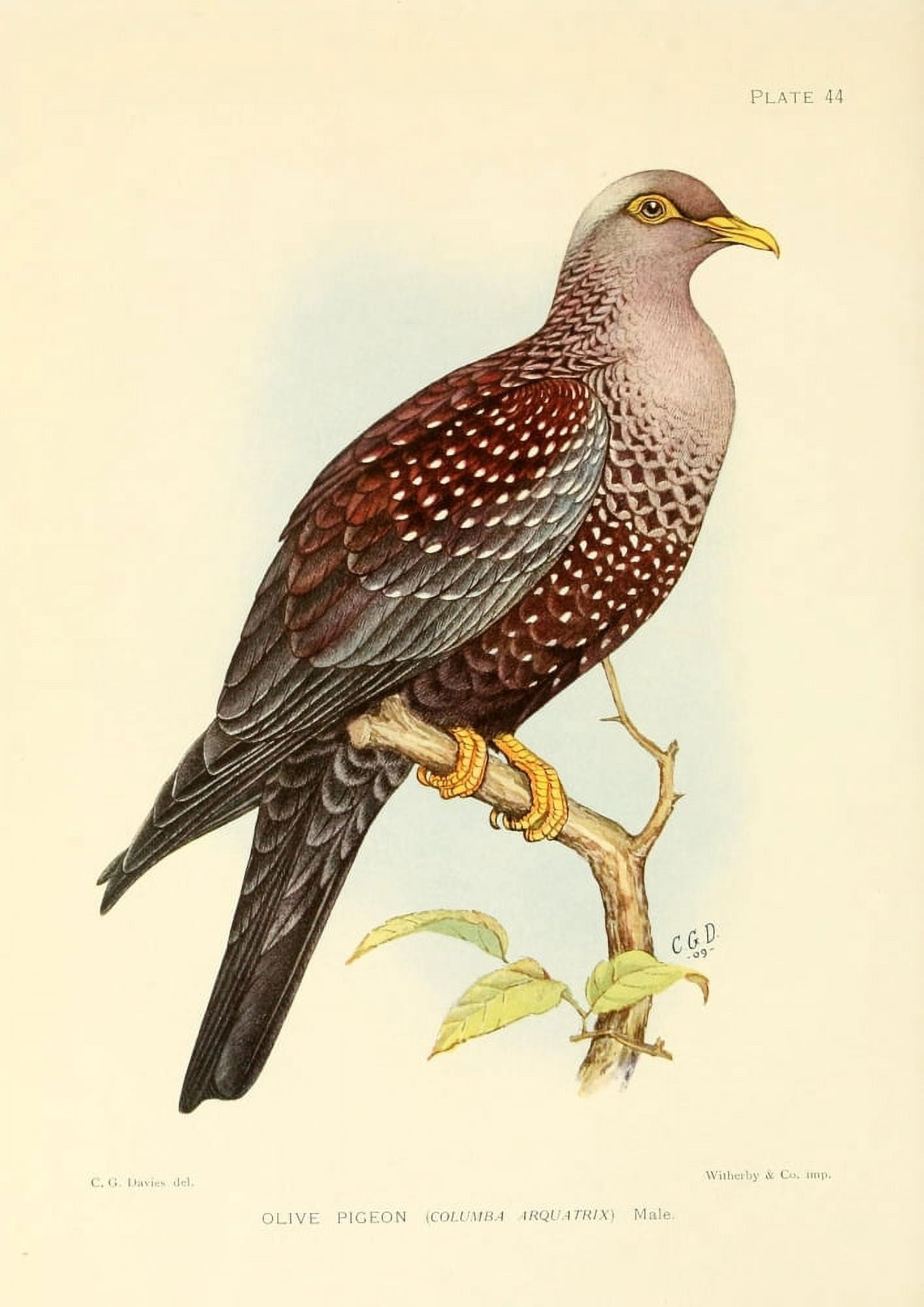 The Game-birds & Water-fowl of South Africa 1912 Olive Pigeon Canvas Art - Sergeant Charles G Davis (24 x 36)